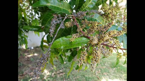 Mango Domestication