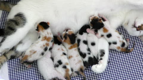 Mother Cat Feeding Her Baby Kitties waww