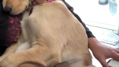 dog listening to piano