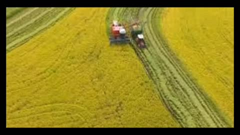 Fome mundial: lavouras precisam de FERTILOZANTES Rotacionar culturas não basta mais