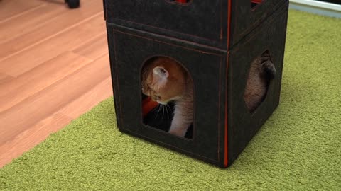 Purrini PlayMate - dream house for cats!