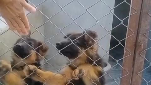 German Shepard Puppies Playing