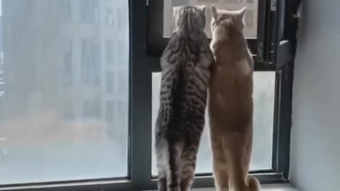 Cat Couple Looking At View From Window - Tiktok Cats (#Funny #Animals #432)