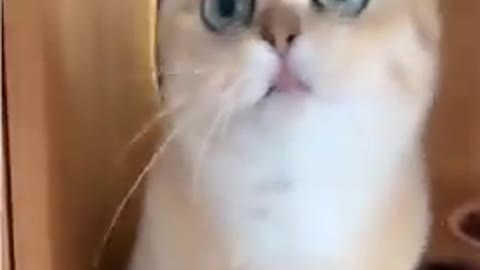 Baby cat funny video