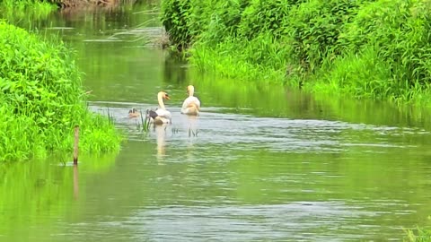 Baby swans with their parents in a small river / young swans in the water.