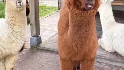 very funny video animals 😄