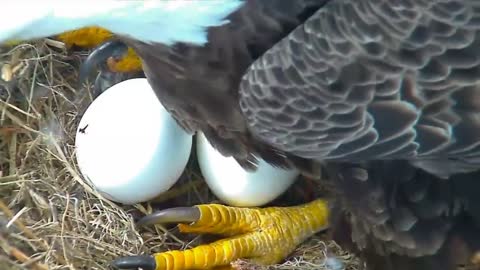 Bald Eagles Romeo & Juliet Welcome Peace to the Nest- Watch the Eaglet Hatch!