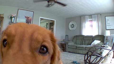 Golden Retriever discovers puppy cam