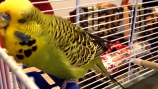 Budgie Feeding the Mirror