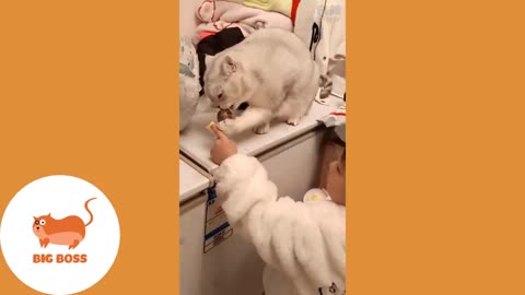 Funny Cute Cats and Dog