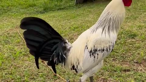 Beautiful White Birds Black Melsims Grey Kanawayon