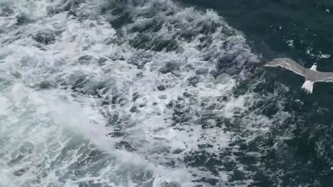 Seagulls fly in the sky over the sea from a ship in Italy