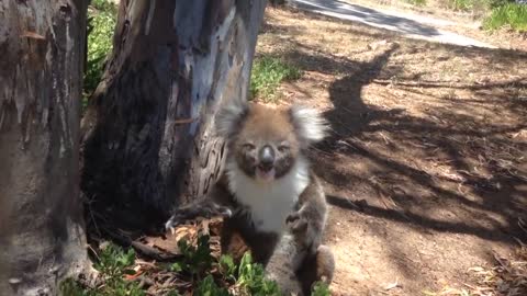 Koala Gets Kicked Out Of Tree and Cries!