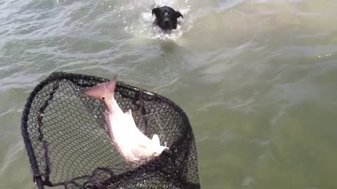 Dog Jumps In To Help Catch A Fish