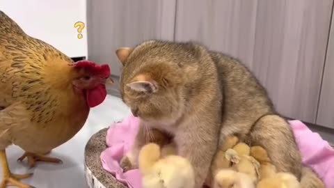 Unexpected Friendship: Cat Cares for Chicken's Chick with Tender Love