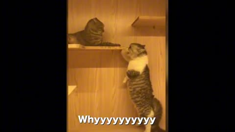 Funny cat videos |catcomedy video |comedy video