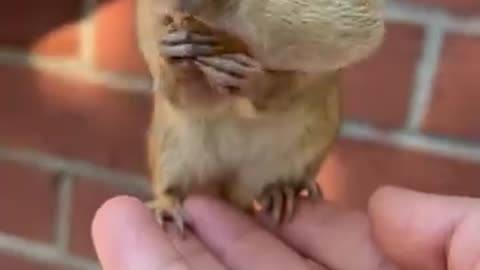 The Cute chipmunk is eating peanuts