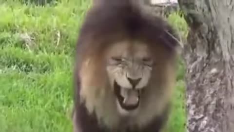 funny animal prank