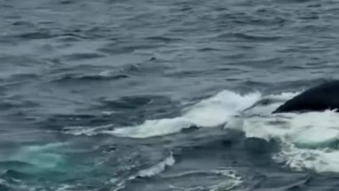 Unreal Whale Encounter - A Majestic Moment Caught on Camera!