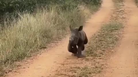 Babies Rhino Are Just So Cute #shorts #shortvideo #video #virals #videoviral