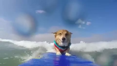 Dogs can surf