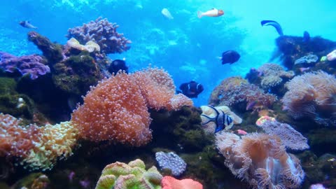 Underwater view of sea and Colorful Marine Fishes.