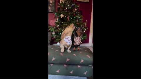 Funny Videos 🤣🐕😂🐈❤️