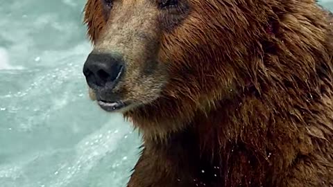 The Bear Vs Fish. Awesome fishing video of bear