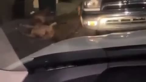 A Man Fighting 3 Dogs with a Plank