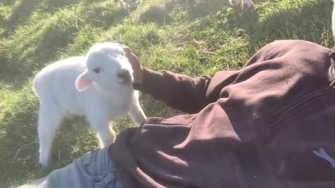 Cute Lamb Needs Attention