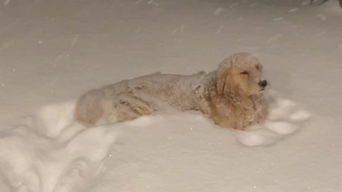 Selectively Deaf Doggy Sits in Deep Snow