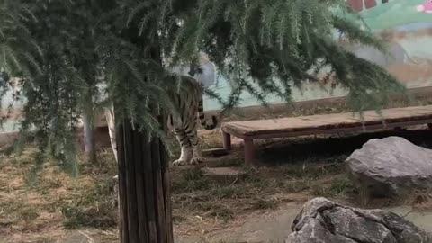 A tiger hides behind a tree