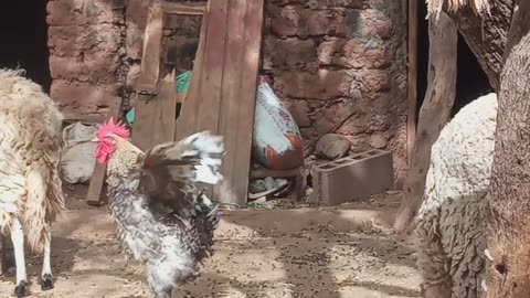 funny animals Chicken