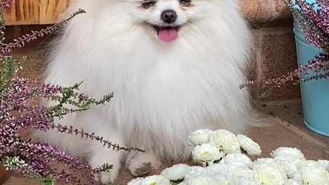 An Adorable White Dog Near White Flowers