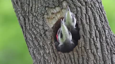 Pileated Woodpecker Chicks At the Nest