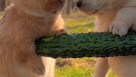 Little cute rabbit and dog friendship 🐇🐶