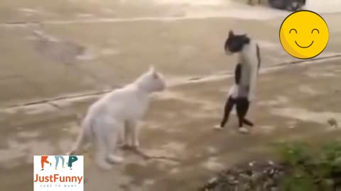 Funny cats fights