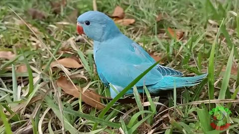 NOW PLAYING Ringneck Parrot Videos Compilation