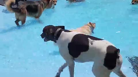 Pool Day for the Pups | Viral dog video | dog is love |