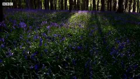 Can Nature Make Us Healthier? | Mindful Escapes | BBC Earth