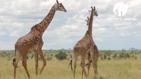 GIRAFAS NA ESTAÇÃO DE ACASALAMENTO NO SERINGUETE NA ÁFRICA - INSTINTO ANIMAL