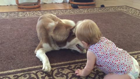 Baby attempts to reclaim favorite toy from dog