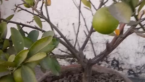 How To Grow Lemon Plant 🍋 🌱 | How To Care Lemon Plant In Winter 🍋❄️🌱 | Citrus Plant Care 🍋