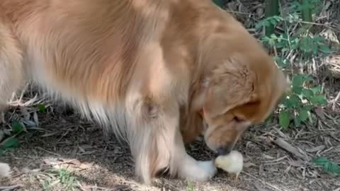 Dog kissing the chick