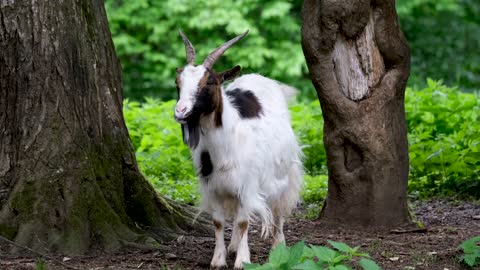 cute goat