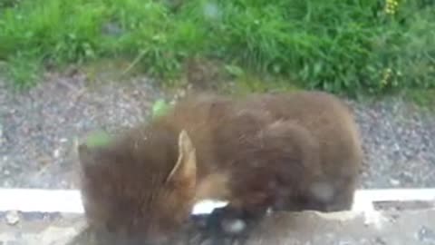 Pine Marten - Glenshiel - Angus