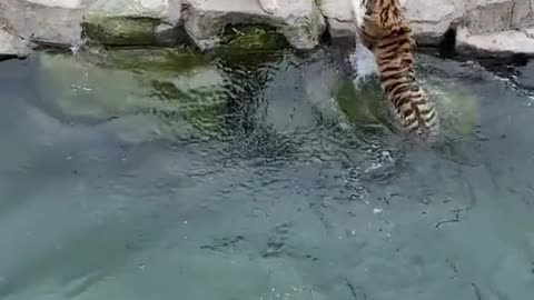 Incredible Tiger Who Can Run and Jump Like a Human!