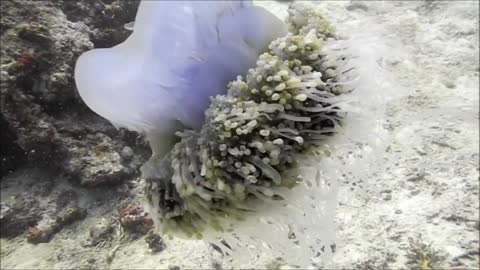 Facts The Cauliflower Jellyfish (Crowned Jellyfish)