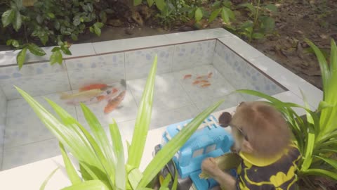 Funny baby monkey goes to the toilet and plays with cute koi fish, ducklings, and cats