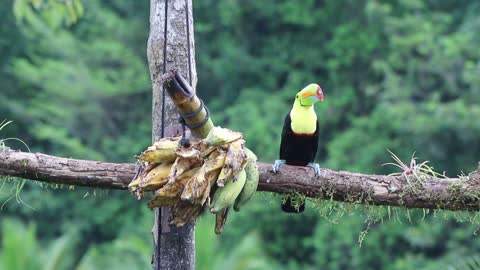 A keel-billed toucan feeding